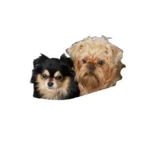 AIRBUGGY 에어버기 돔3 DOME3 화이트 라지 강아지유모차 전용