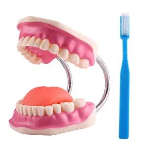 GZ 올바른 양치교육용 치아모형 (15cm) - 대형칫솔포함