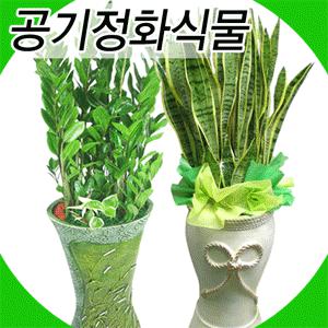[프리미엄 공기정화식물 50개]고급도자기화분 /돈나무/산세베리아/행운목외 대형식물/전국3시간 꽃배달