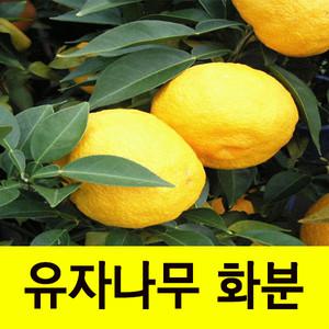 순희농장/유자/레드향/천혜향/레드향나무/천혜향나무
