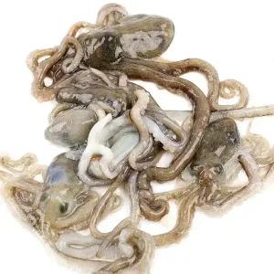 정성수산 고흥 세발낙지5미(마리당30~40g)