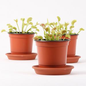 식충식물 파리지옥 3개1세트