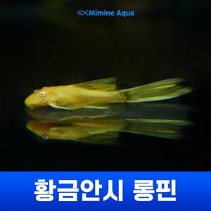 황금안시 롱핀 (3cm ~ 5cm미만)