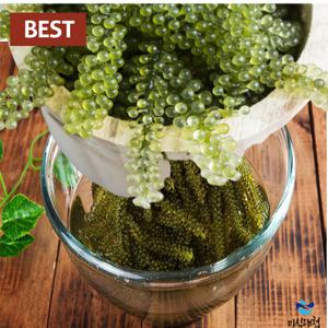 먹는 바다포도 100g 바다포도알 씨그레이프 해초 그린캐비어 우미부도 옥덩굴 해조 홈쇼핑