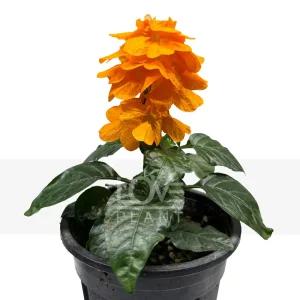 크로산드라 꽃 모종 키우기 야생화 화분 공기정화 식물 인테리어 소품