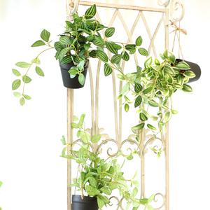 인테리어 조화 행잉플랜트 벽장식 가랜드 넝쿨화분