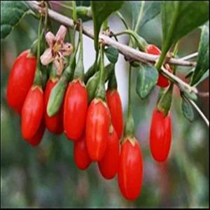 구기자나무 묘목 2년생 유실수 약용수