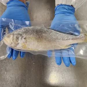 반건조 부세굴비 5미 1.4kg 내외 26cm 내외 중량우선 구이용 비늘 아가미 제거 손질 굴비 부모님 명절 선물세트 저녁메뉴