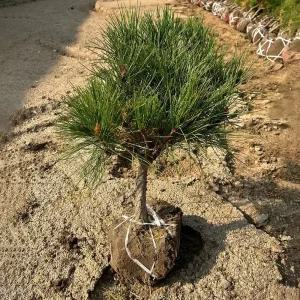 [충북농원] 이월 할인 반송(둥근) 소나무 묘목 - W0.3~W0.4/분묘