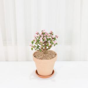 갑조네 은행목 이태리토분세트 화분 플랜테리어 키우기쉬운 반려식물