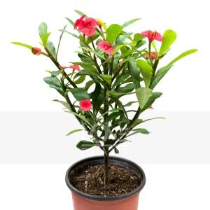 가시없는꽃기린 신종 꽃기린 키우기 선인장 다육이 꽃 나무 식물 인테리어 화분