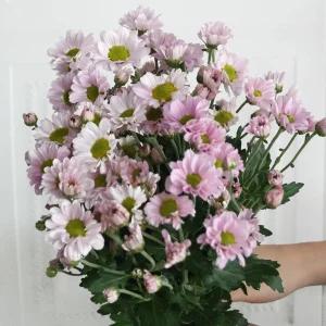 (플라워마켓) 보라미 소국 한단 양재꽃시장 생화 배달 꽃 정기구독