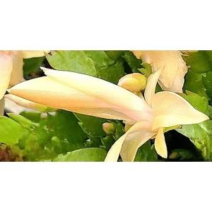 게발선인장 옐로우 봄꽃 다육 식물 꽃모종 반려식물 A02