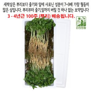 새싹삼 산양 장뇌 삼 진세노사이드 새싹삼 3-4년근 100주