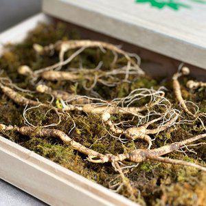 [하라네]강원도 자연산 산양삼 산삼 6년근 10뿌리 선물용