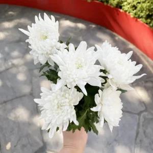 오후의 꽃 대국 생화 흰국화 추모 성묘꽃 납골당 꽃다발 생화택배