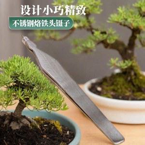 분재 원예용 핀셋 다육이 핀치 무티툴 끝과 가꾸기 코케 리움 6pcs 스트레이트 일자형