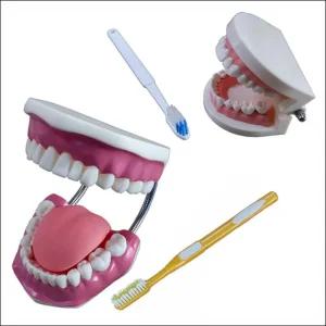 치아모형 (소형 세트) 이빨 모형 모델 칫솔 구강 양치 연습 위생교육 인체 학습 치과