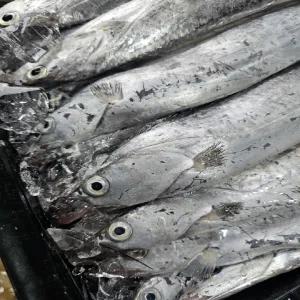 목포 생물 갈치 2kg 먹갈치 은갈치