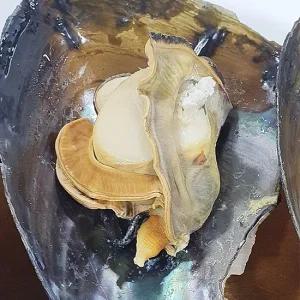 국내산 활 키조개 3미 소