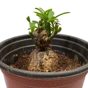 애기바오밥나무 반려식물 아프리카식물 인테리어 플랜테리어