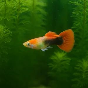 레드구피 2쌍