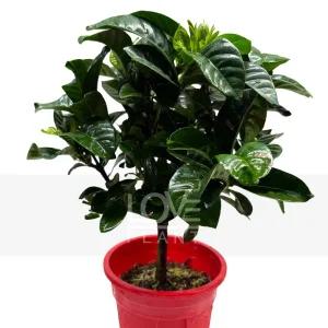 외목꽃치자 치자 나무 꽃 달콤한 향기 공기정화 식물 키우기 인테리어 소품 화분