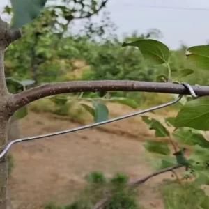 슈베라 과일나무 고정 가지 모양잡기 상부 사과 지지대 식물 개량형