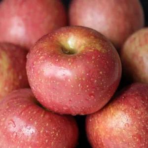 얼음골 못난이 사과 10kg 랜덤과 26-70과