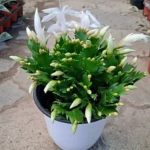 개발 선인장 봄게발 레드 중품 다육 식물 화분 식물 선인장