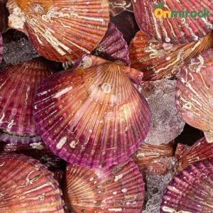 온미락 고흥 싱싱한 홍가리비 2kg(5cm이상) 청정갯벌 가리비 당일채취 세척 선별