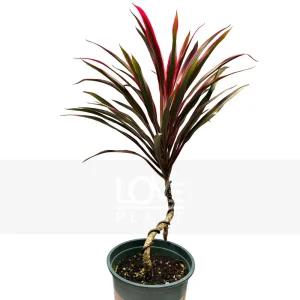 아이차카(중품) 레드비치 홍죽 핑크색 잎 관엽식물 실내 공기정화 식물 인테리어 소품 화분