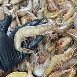 [엠픽] 100% 자연산 대하 특대사이즈 500g내외(10미)*1팩