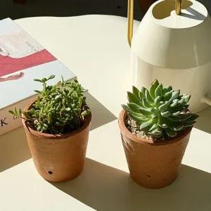 다육이 토기 미니화분 키우기 다육이랜덤발송 가드닝 초등미술