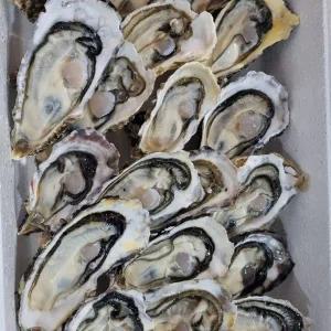 국내산 하프쉘 반각굴 횟감 구이용 90미 6kg 내외