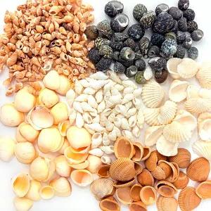 SA 천연 조개껍데기 소형 6개입 모음전 600g 어항 공예 만들기재료