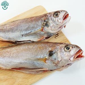 삼천포 용궁수산시장 반건조 조기(두) 4~8미