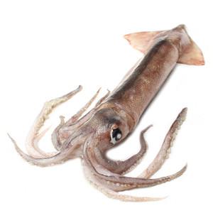 원양산 선동 오징어 1kg 냉동