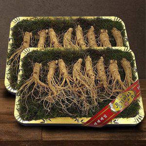 갤러리아 [풍기인삼] 5년근 수삼 1채 750g (7-8뿌리 등바구니) x 2박스