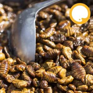 냉동 번데기 4kg 술안주 간식 고단백 식품