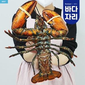 살아서 도착하는 라이브 활랍스타 1마리 (500g/600g/700g)