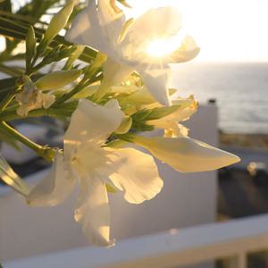 모링가 프래그런스오일 국내산 20ml 50ml 100ml