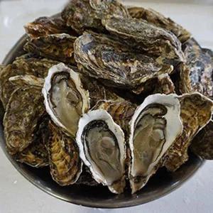 바다애 통영석화 (각굴) 5kg