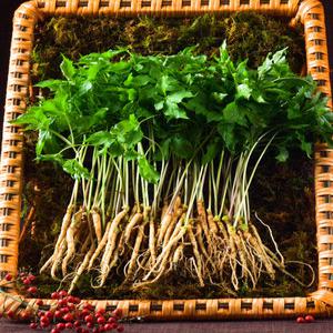 문영철 농부 새싹삼 80뿌리 외