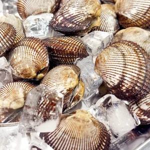 싱싱한 당일 조업 피조개1kg