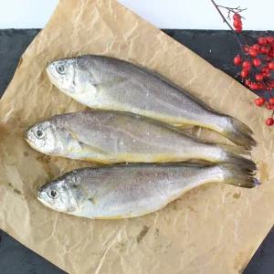 산지직송 제주 참조기(중) 10마리(2팩) 선물포장