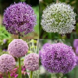 [충북농원] 알리움 - 구근