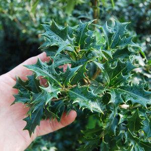 은목서나무 은목서묘목 꽃나무 구골 포트묘