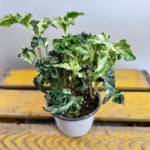 사자머리아이비(무늬종) 한정이에요  높이18~30cm