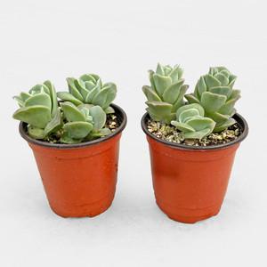 마이플랜트 러블리로즈 소형 귀여운 미니다육 선인장